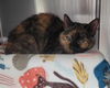 adoptable Cat in mccullers, NC named KARI ANN