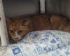 adoptable Cat in mccullers, NC named LINDY HOP