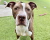 adoptable Dog in mccullers, NC named DASHELL
