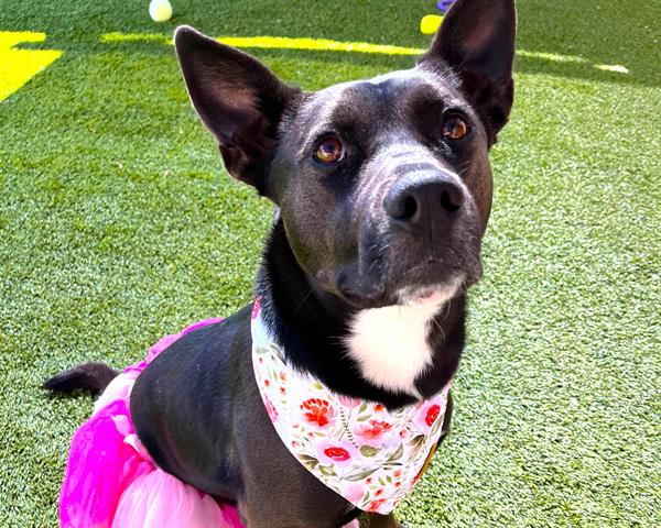 adoptable Dog in McCullers, NC named LYLA