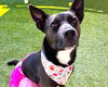 adoptable Dog in mccullers, NC named LYLA