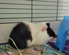 adoptable Cat in mccullers, NC named JERRY