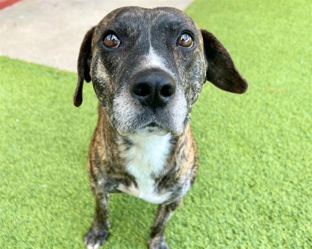 adoptable Dog in McCullers, NC named CARVER