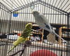 adoptable Bird in mccullers, NC named NIGIRI