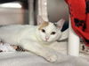 adoptable Cat in mccullers, NC named KATYA