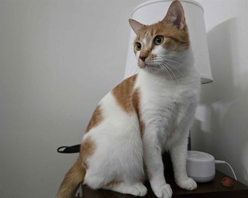 picture of the cat needing adoption