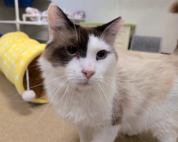 adoptable Cat in McCullers, NC named BRYAN