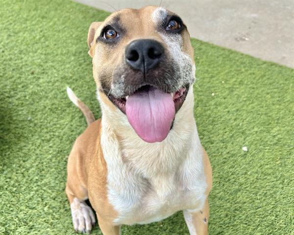 adoptable Dog in McCullers, NC named SICILY
