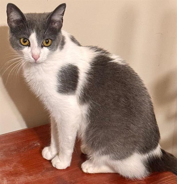 adoptable Cat in McCullers, NC named HEATHER