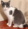 adoptable Cat in mccullers, NC named HEATHER
