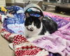 adoptable Cat in mccullers, NC named KEDERA