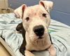 adoptable Dog in  named ALFRED