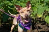 adoptable Dog in  named TIANA