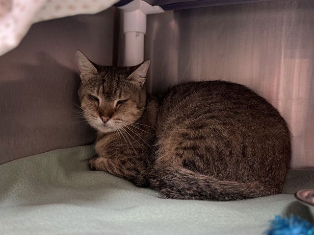 adoptable Cat in McCullers, NC named FELIX JR