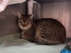adoptable Cat in mccullers, NC named FELIX JR