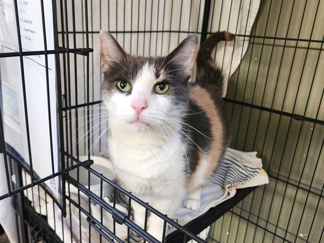adoptable Cat in McCullers, NC named RUMPLES