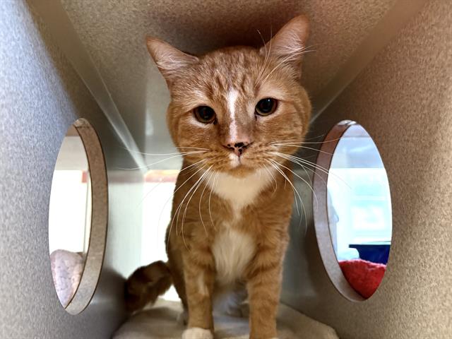 adoptable Cat in McCullers, NC named GOOSE