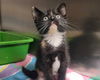 adoptable Cat in mccullers, NC named LILIANA
