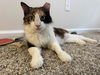 adoptable Cat in mccullers, NC named NODA