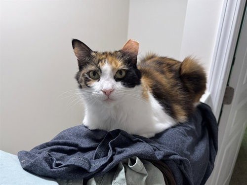 picture of the cat needing adoption