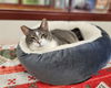 adoptable Cat in mccullers, NC named HOOPER