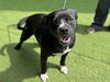 adoptable Dog in mccullers, NC named DUTCH