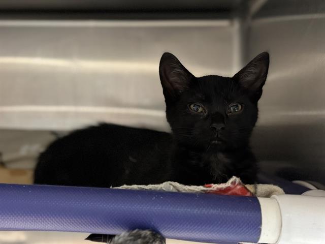 adoptable Cat in McCullers, NC named FLOWER