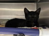 adoptable Cat in mccullers, NC named FLOWER