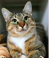 adoptable Cat in mccullers, NC named TILLY