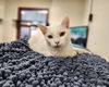 adoptable Cat in mccullers, NC named FRILLY