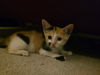 adoptable Cat in mccullers, NC named HUDA