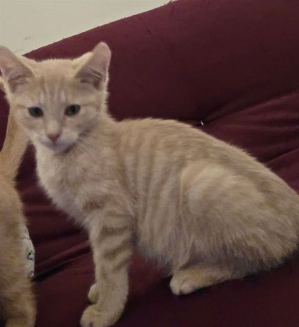 adoptable Cat in McCullers, NC named CLARKE