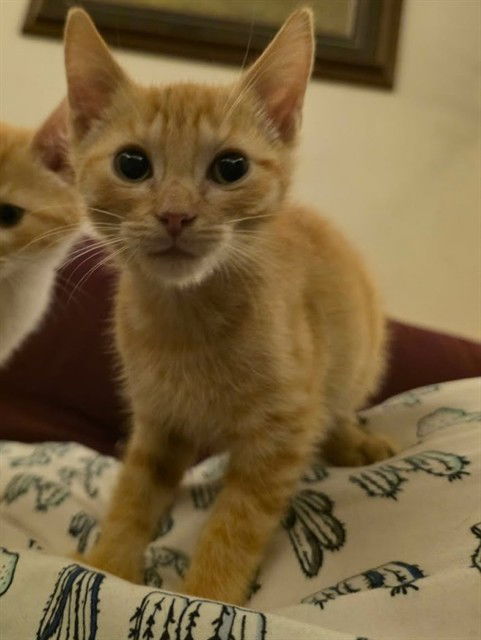 adoptable Cat in McCullers, NC named JADEN
