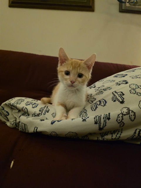 adoptable Cat in McCullers, NC named MATTHEW