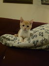 adoptable Cat in mccullers, NC named MATTHEW
