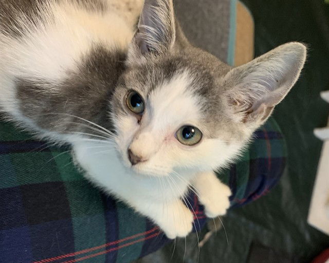 adoptable Cat in McCullers, NC named TAYLOR