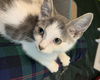adoptable Cat in mccullers, NC named TAYLOR