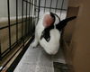 adoptable Cat in mccullers, NC named LOLO