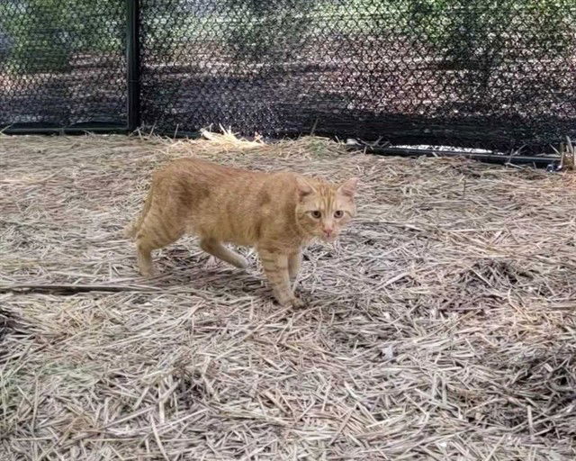 adoptable Cat in McCullers, NC named MOE