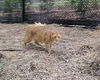 adoptable Cat in mccullers, NC named MOE