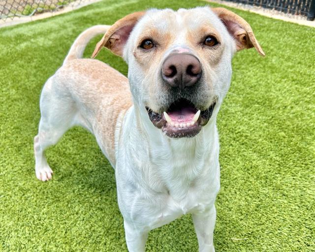 adoptable Dog in McCullers, NC named BODIE