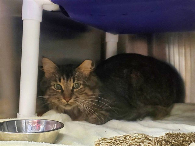 adoptable Cat in McCullers, NC named BEAR