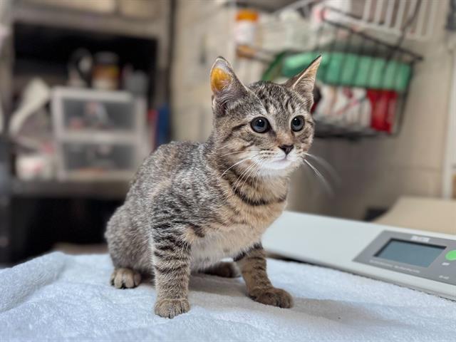 adoptable Cat in McCullers, NC named SILVIA