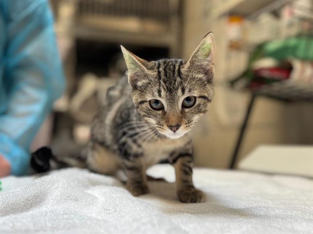 adoptable Cat in McCullers, NC named SIENNA