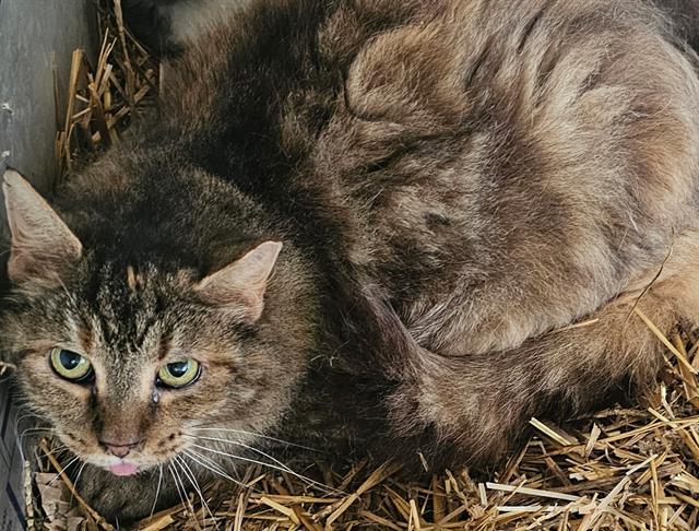 adoptable Cat in McCullers, NC named DUTCHESS