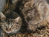 adoptable Cat in mccullers, NC named DUTCHESS