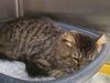 adoptable Cat in mccullers, NC named KING