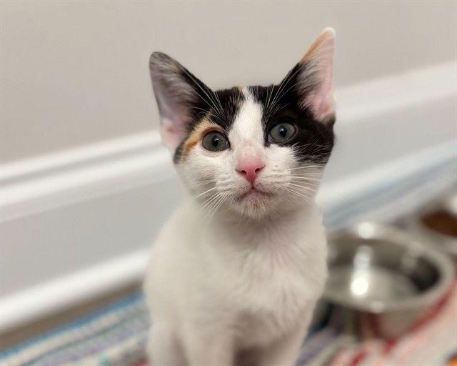 adoptable Cat in McCullers, NC named BOLOGNESE
