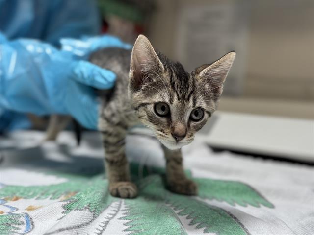 adoptable Cat in McCullers, NC named JUBILEE