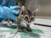 adoptable Cat in mccullers, NC named JUBILEE